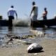 Mesmo poluída, Baía de Guanabara é fonte de renda para milhares de pescadores