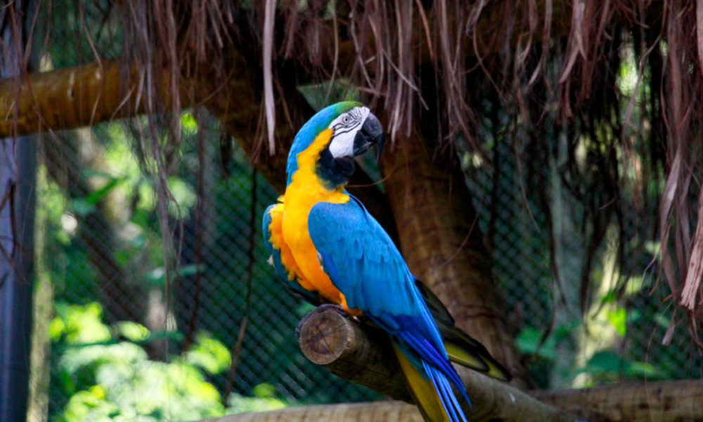 Confira a galeria de fotos do Bioparque Rio - Super Rádio Tupi