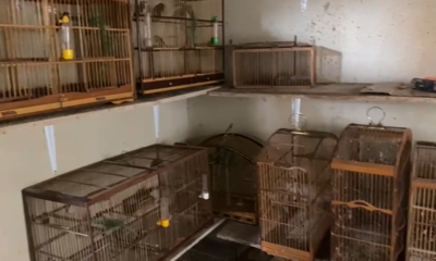Ação contra tráfico de animais apreende 40 aves silvestres em Santa Cruz
