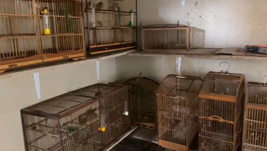 Ação contra tráfico de animais apreende 40 aves silvestres em Santa Cruz