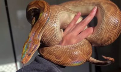 Jiboia de estimação desaparece em SP