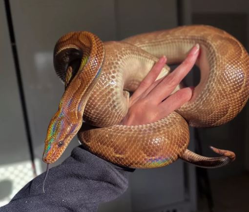 Jiboia de estimação desaparece em SP