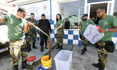 Jiboia resgatada em Nova Iguaçu