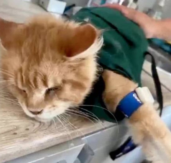 Gatos comem dona que morreu dentro de casa
