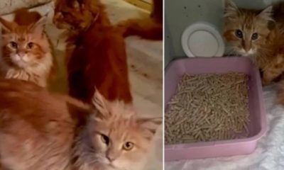 Gatos comem dona que morreu dentro de casa