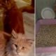 Gatos comem dona que morreu dentro de casa