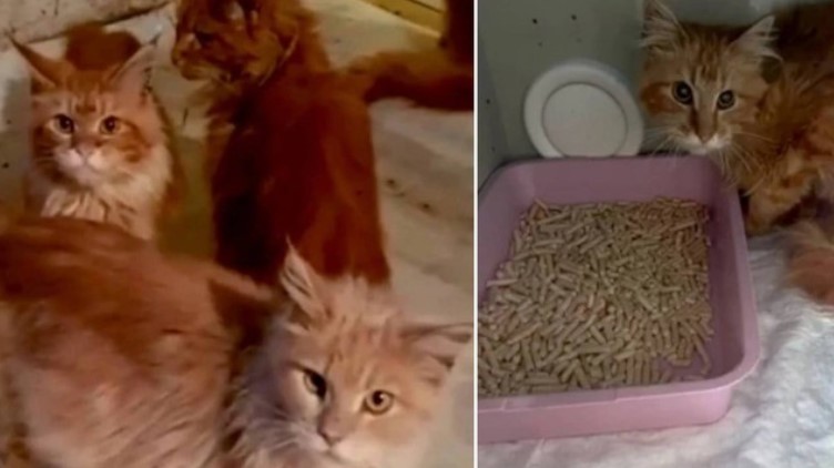 Gatos comem dona que morreu dentro de casa