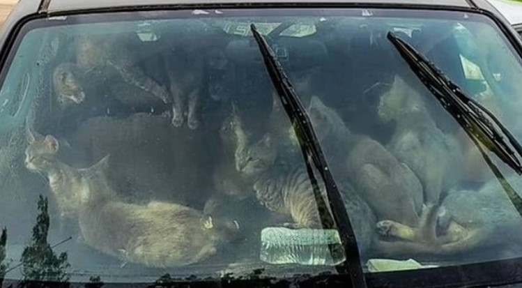 Homem é flagrado com 47 gatos dentro de um carro