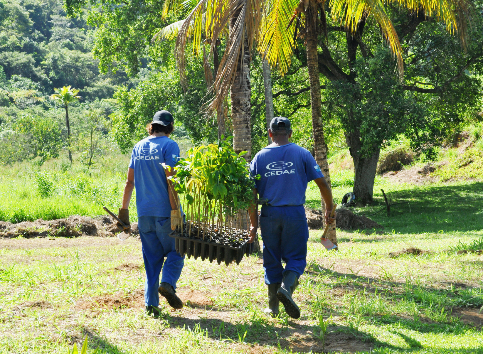 Cedae doa mais de 140 mudas de replantio para municípios fluminenses