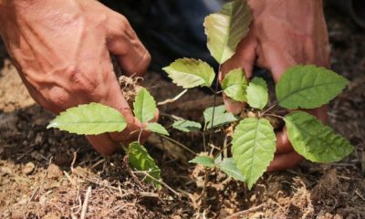 Inea promove plantio de mudas em Volta Redonda