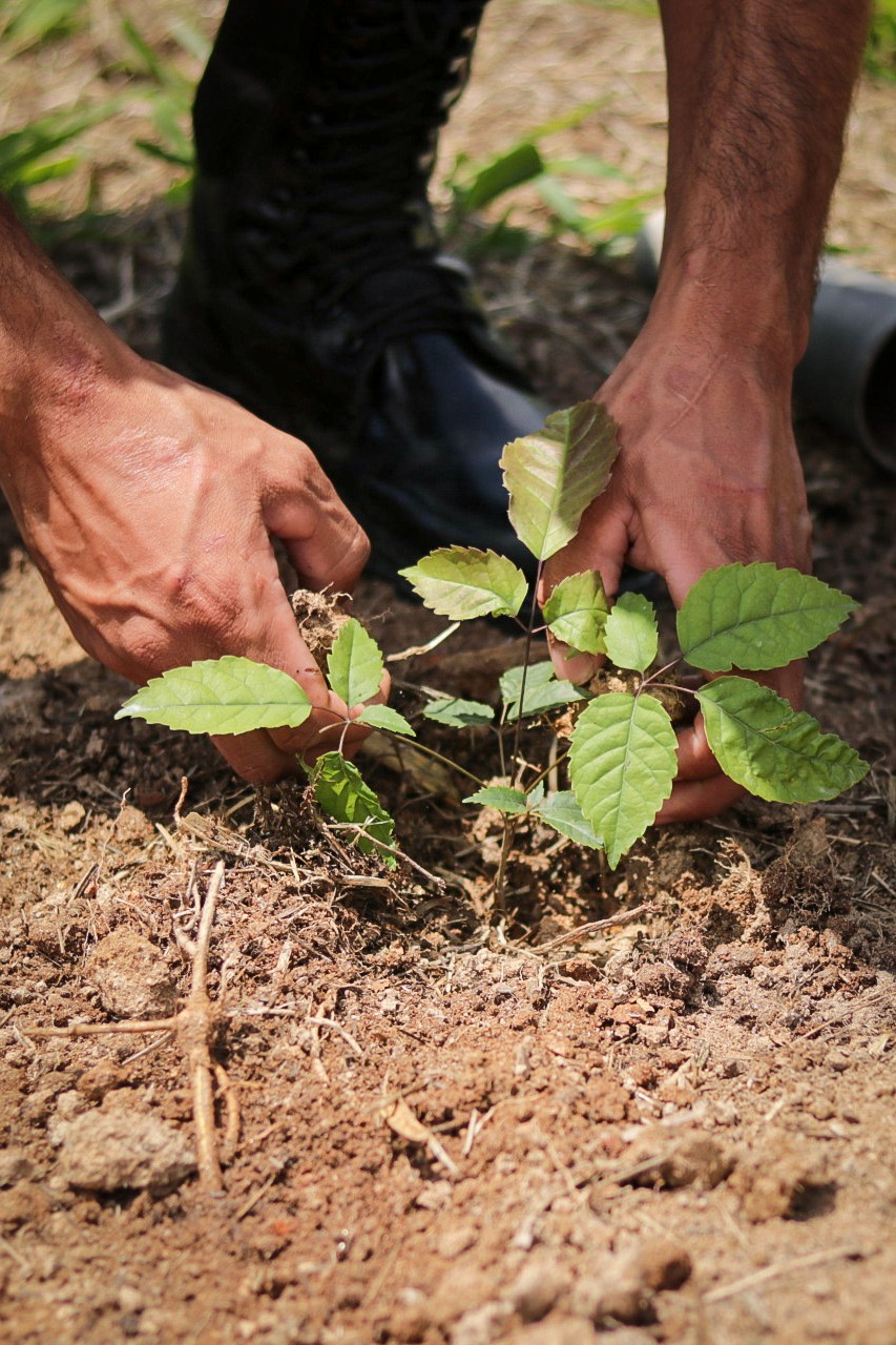 Inea promove plantio de mudas em Volta Redonda