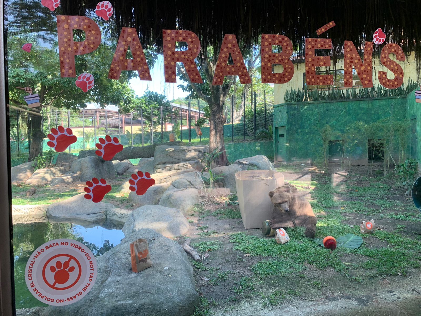 Bioparque do Rio celebra aniversários dos ursos debutantes: Zé Colmeia e Balu (Foto: Divulgação/ Bioparque do Rio)