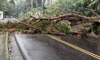árvore caída bloqueando a Estrada do Joá
