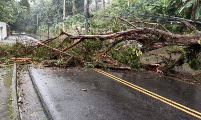 árvore caída bloqueando a Estrada do Joá