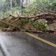 árvore caída bloqueando a Estrada do Joá