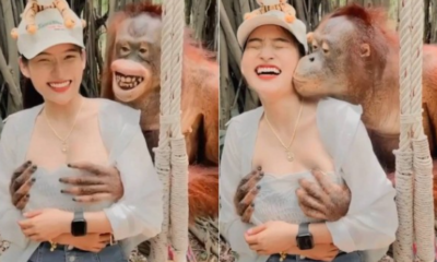 Turista é apalpada por orangotango