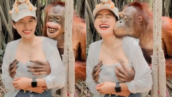 Turista é apalpada por orangotango
