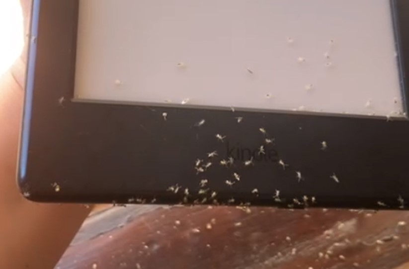 Formigas invadem Kindle e gastam R$ 80 em livros digitais