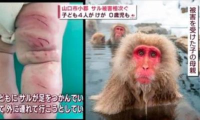 Macacos no Japão atacam crianças e adultos