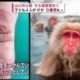 Macacos no Japão atacam crianças e adultos