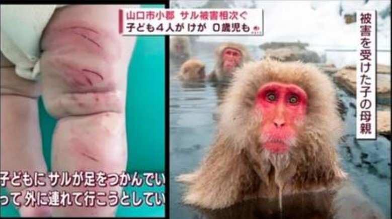 Macacos no Japão atacam crianças e adultos