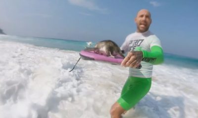 Tartaruga resgatada em São Conrado