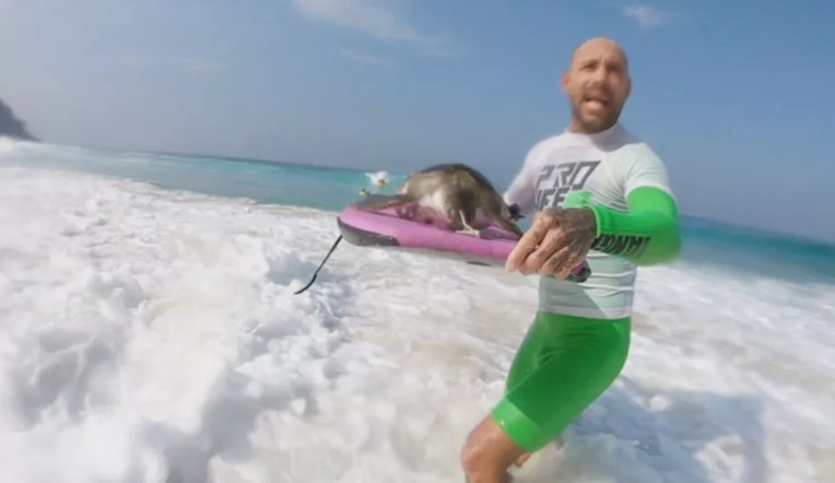 Tartaruga resgatada em São Conrado