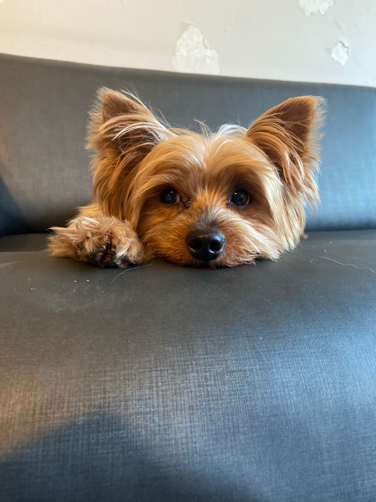 Cachorro morre após ser atacado por casal de Pitbulls