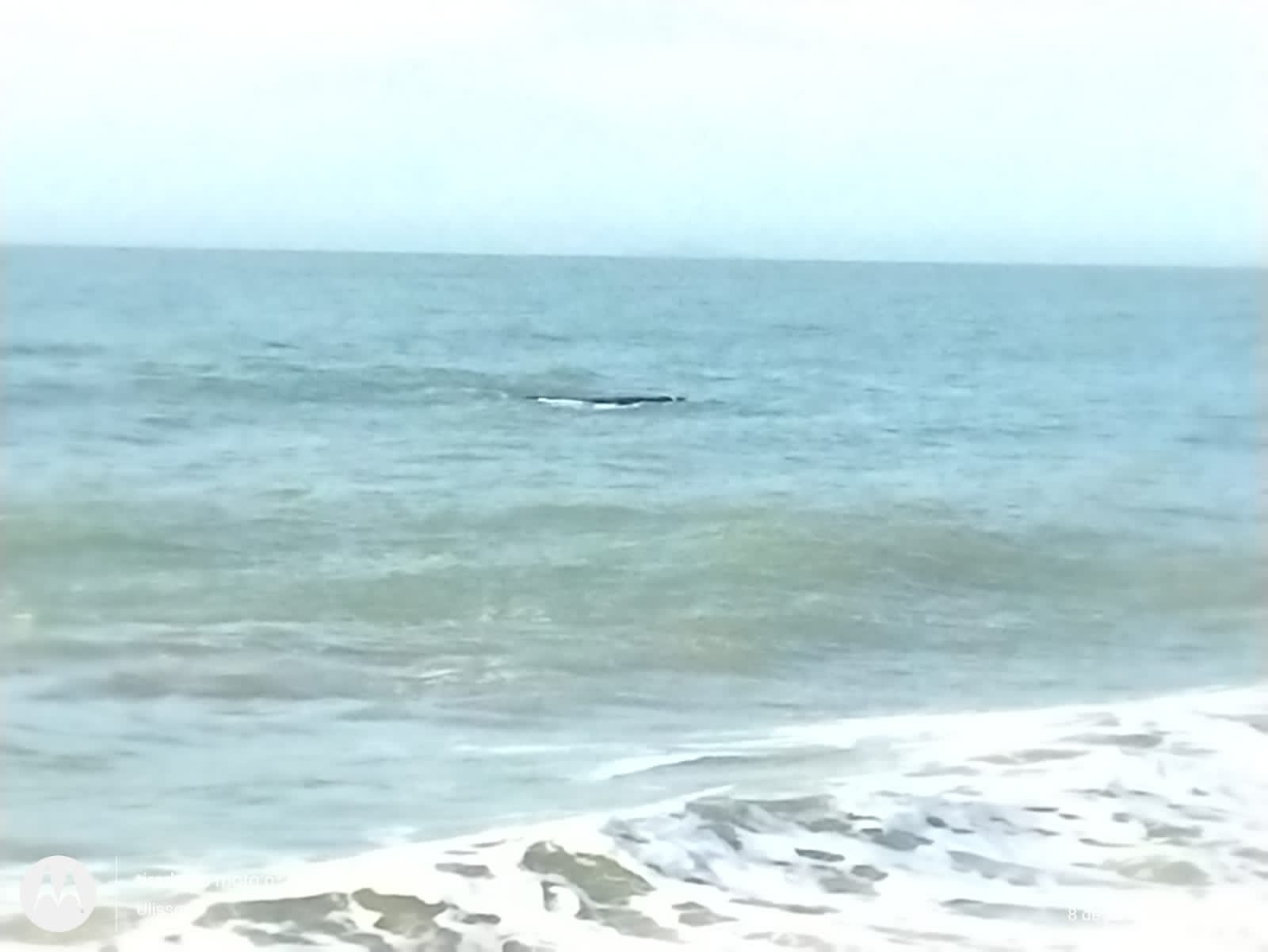 Baleia em Rio das Ostras