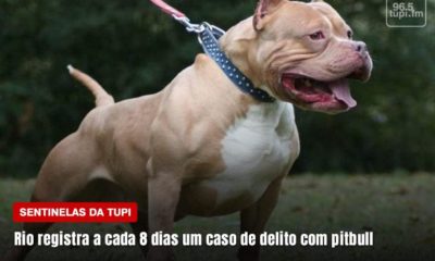 Rio registra um caso de delito com pitbull a cada 8 dias Sentinelas da Tupi Especial