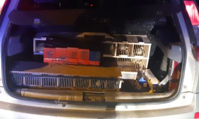 pássaros trinca-ferros