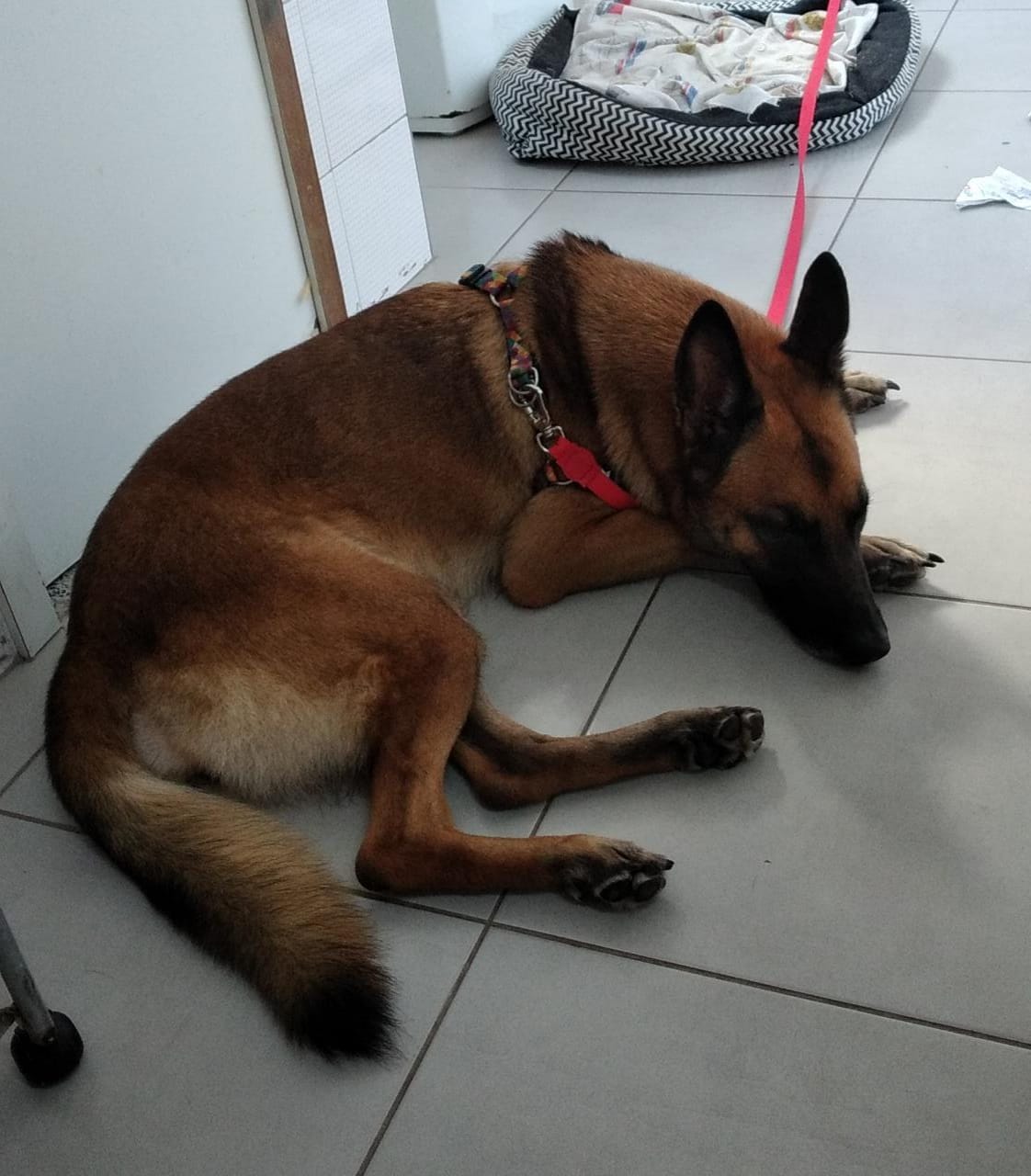 Cachorra que era utilizada para intimidar e atacar vítimas na Zona Sul do Rio já recebeu pedidos de adoção