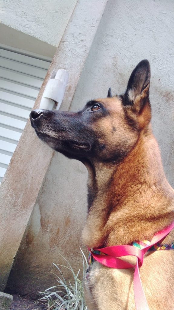 Cachorra que era utilizada para intimidar e atacar vítimas na Zona Sul do Rio já recebeu pedidos de adoção