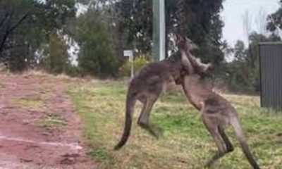 Cangurus são flagrados brigando em parque na Austrália