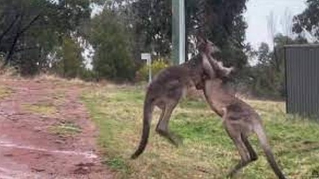 Cangurus são flagrados brigando em parque na Austrália