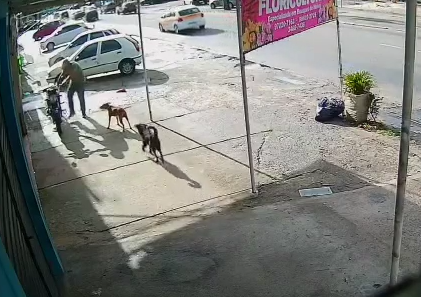 cachorro que morreu