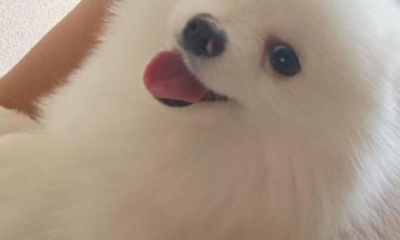 cachorro filha do vidal