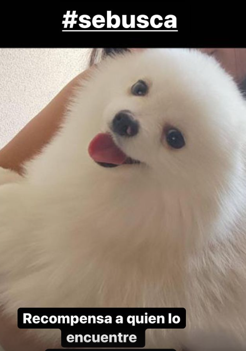 cachorro filha do vidal