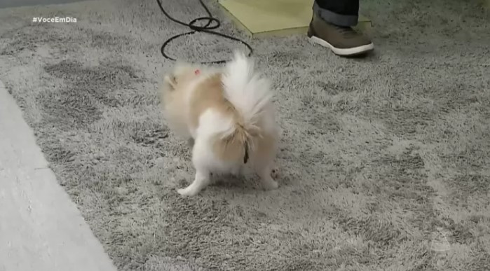 Doguinho faz coco ao vivo na TV