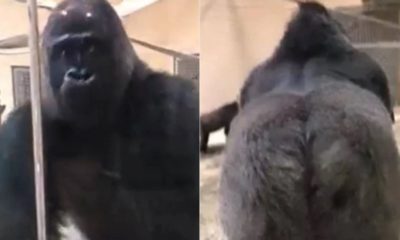 Gorila viraliza ao fazer entrada triunfal em recinto