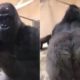 Gorila viraliza ao fazer entrada triunfal em recinto