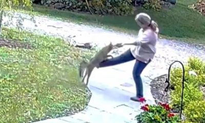 Mulher é atacada por raposa no quintal de casa