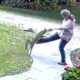Mulher é atacada por raposa no quintal de casa