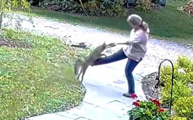 Mulher é atacada por raposa no quintal de casa