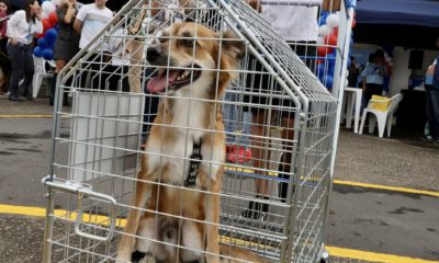 pet em carrinho de supermercado