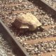 Tartaruga bloqueia malha ferroviária na Inglaterra