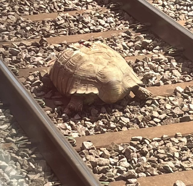 Tartaruga bloqueia malha ferroviária na Inglaterra