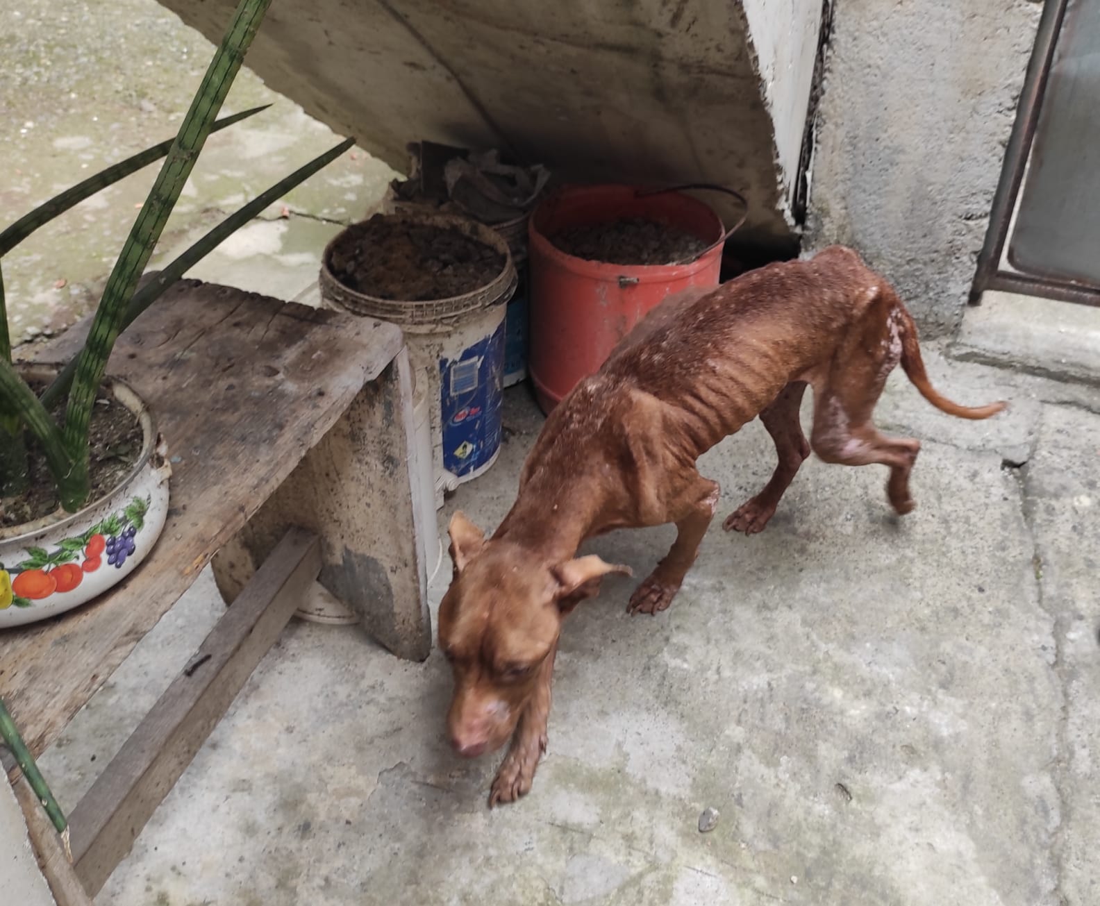 Mulher é presa por maus tratos a animais