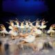 Teatro Multiplan recebe a companhia de ballet clássico 'St Pettersburg Ballet on Ice' em curta temporada no Rio