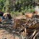 SEAS e Inea realizam operação para combater carvoaria clandestina em área protegida de Caxias